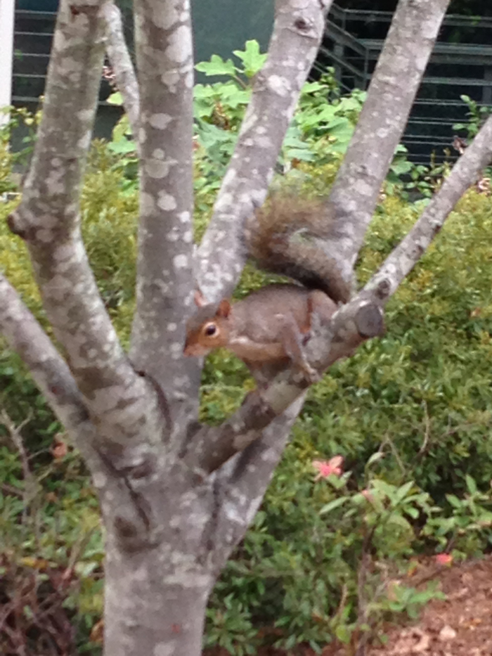 随处可见的松鼠